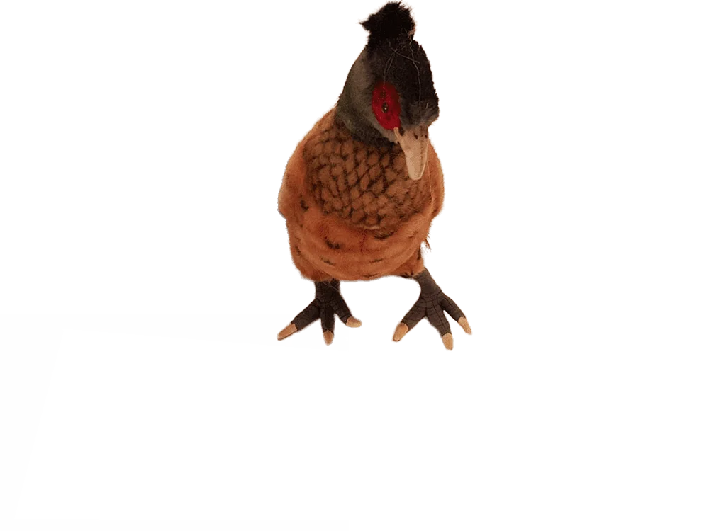 Pheasant 40 cm - Billede 8
